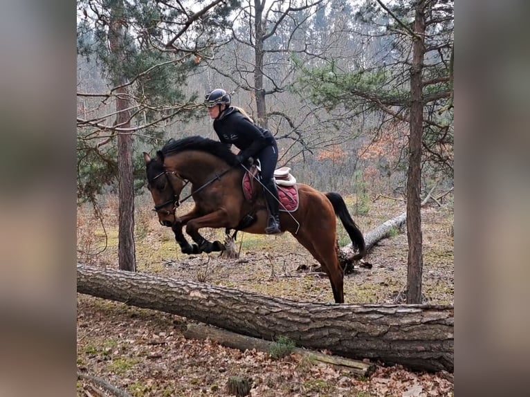 Polnisches Warmblut Wallach 4 Jahre 160 cm Brauner in Forst