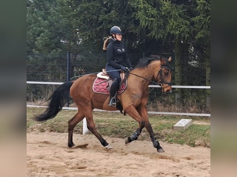 Polnisches Warmblut Wallach 4 Jahre 160 cm Brauner in Forst