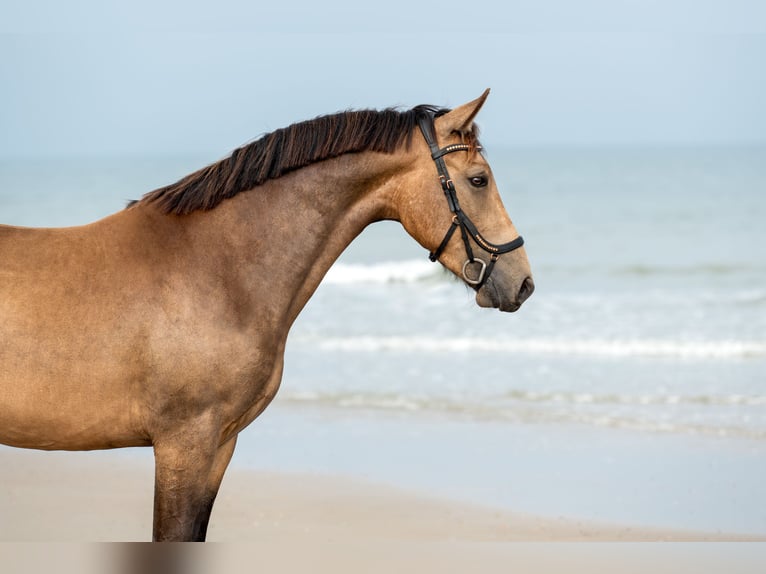 Polnisches Warmblut Mix Wallach 4 Jahre 160 cm Buckskin in Domburg