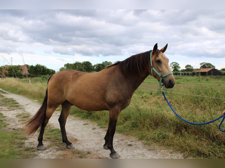 Polnisches Warmblut Mix Wallach 4 Jahre 160 cm Buckskin in Domburg