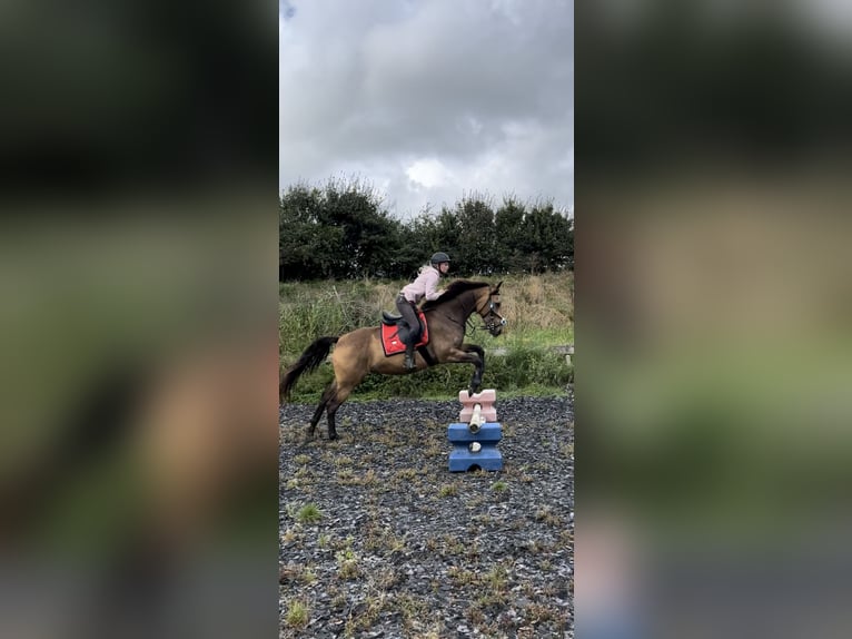 Polnisches Warmblut Mix Wallach 4 Jahre 160 cm Buckskin in Domburg