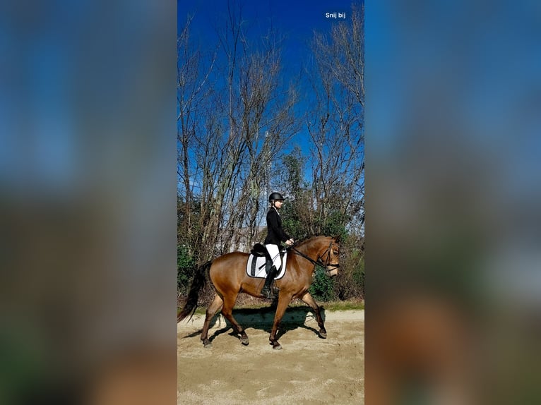 Polnisches Warmblut Mix Wallach 4 Jahre 160 cm Buckskin in Domburg