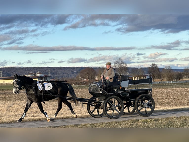 Polnisches Warmblut Wallach 4 Jahre 160 cm Rappschimmel in Riedlingen