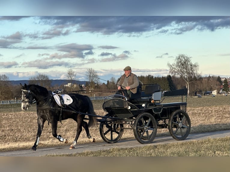 Polnisches Warmblut Wallach 4 Jahre 160 cm Rappschimmel in Riedlingen