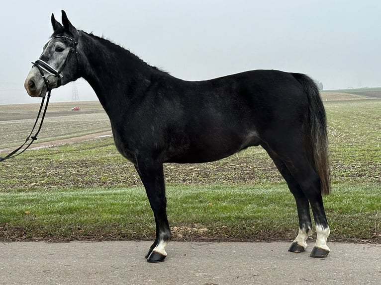 Polnisches Warmblut Wallach 4 Jahre 160 cm Rappschimmel in Riedlingen