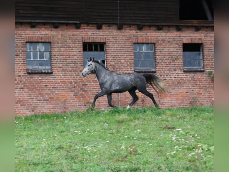 Polnisches Warmblut Wallach 4 Jahre 164 cm Schimmel in Krauschwitz