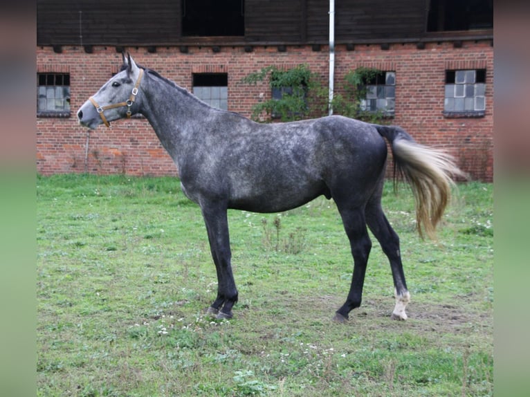 Polnisches Warmblut Wallach 4 Jahre 164 cm Schimmel in Krauschwitz