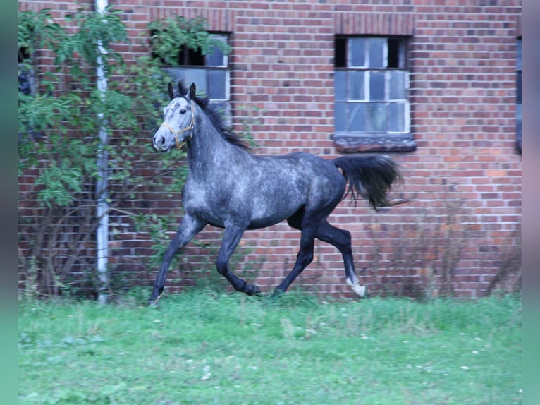 Polnisches Warmblut Wallach 4 Jahre 164 cm Schimmel in Krauschwitz