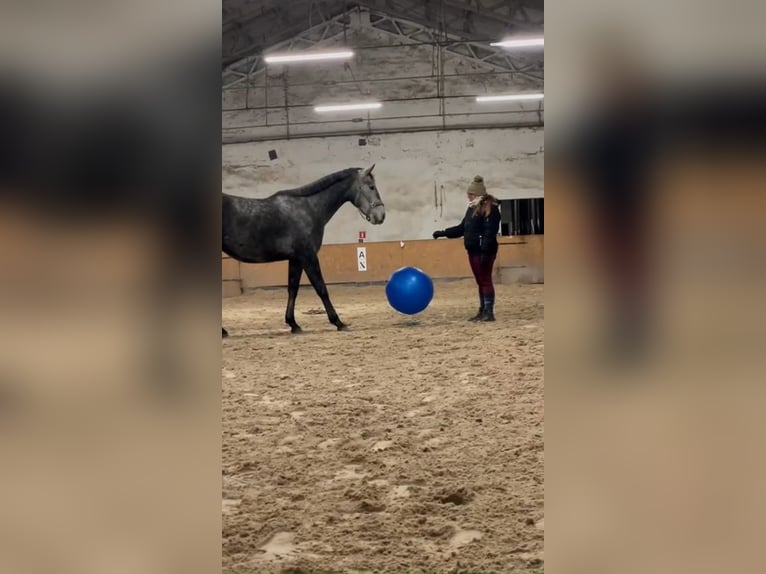 Polnisches Warmblut Wallach 4 Jahre 165 cm Schimmel in Lasin