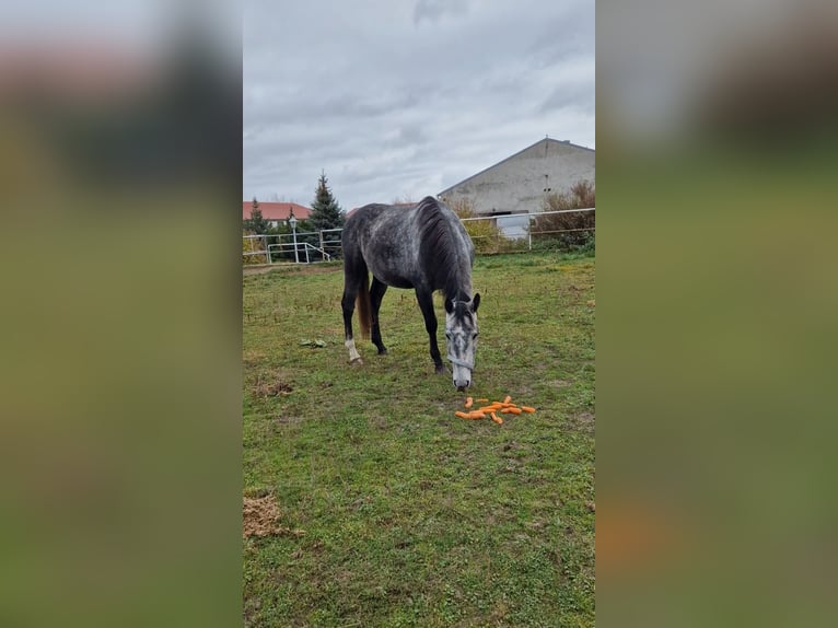 Polnisches Warmblut Wallach 4 Jahre 165 cm Schimmel in Lasin