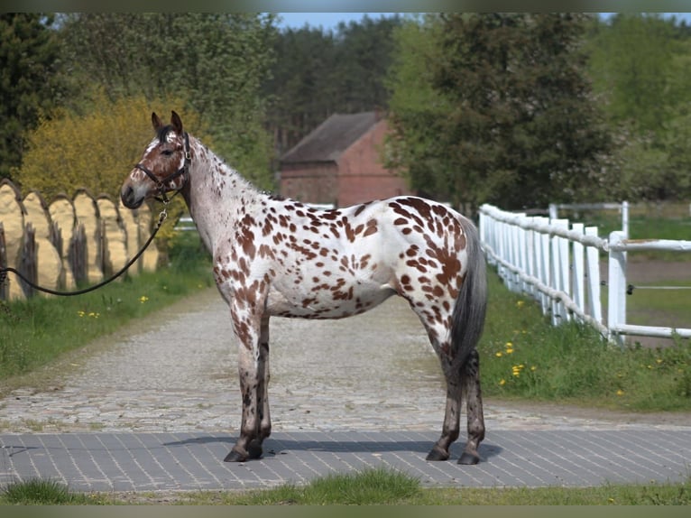 Polnisches Warmblut Wallach 4 Jahre 165 cm Tigerschecke in Lussat