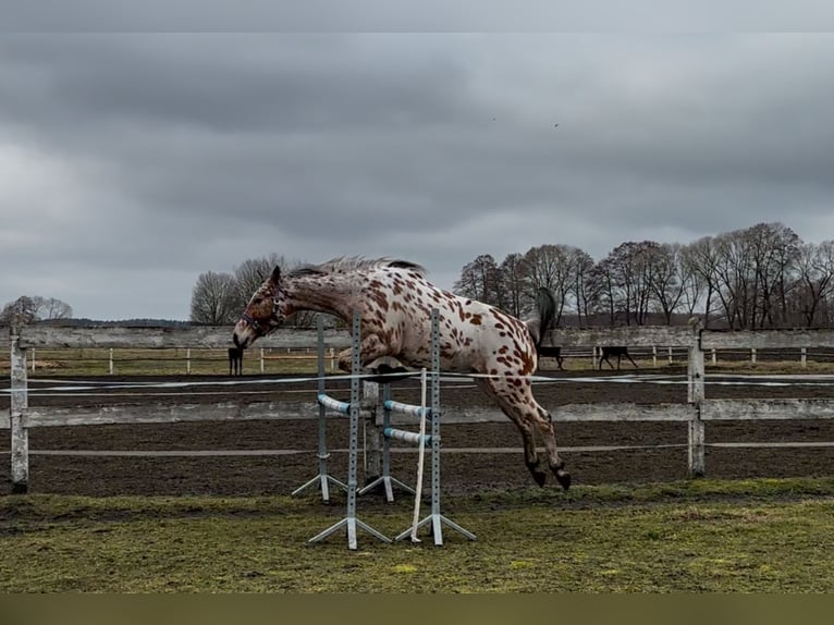 Polnisches Warmblut Wallach 4 Jahre 165 cm Tigerschecke in Lussat