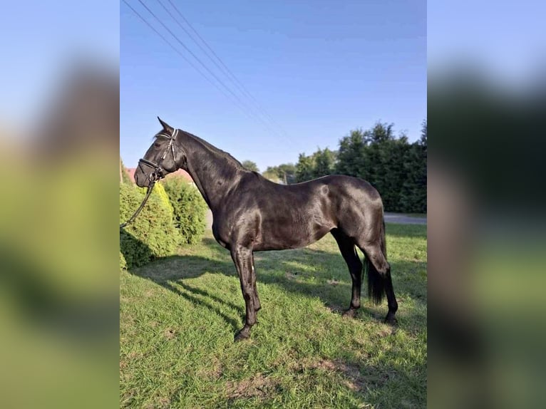 Polnisches Warmblut Wallach 4 Jahre 166 cm in Gółkowo