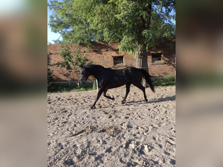 Polnisches Warmblut Wallach 4 Jahre 166 cm in Gółkowo