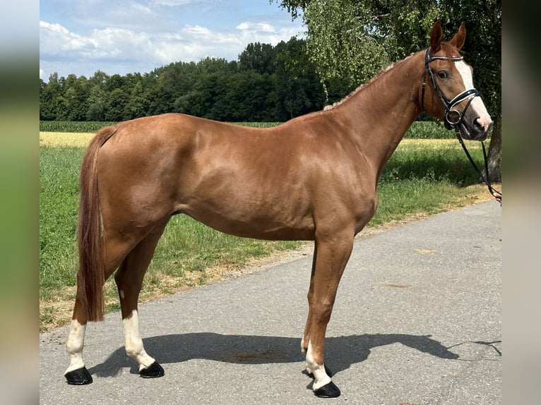 Polnisches Warmblut Wallach 4 Jahre 166 cm Fuchs in Riedlingen