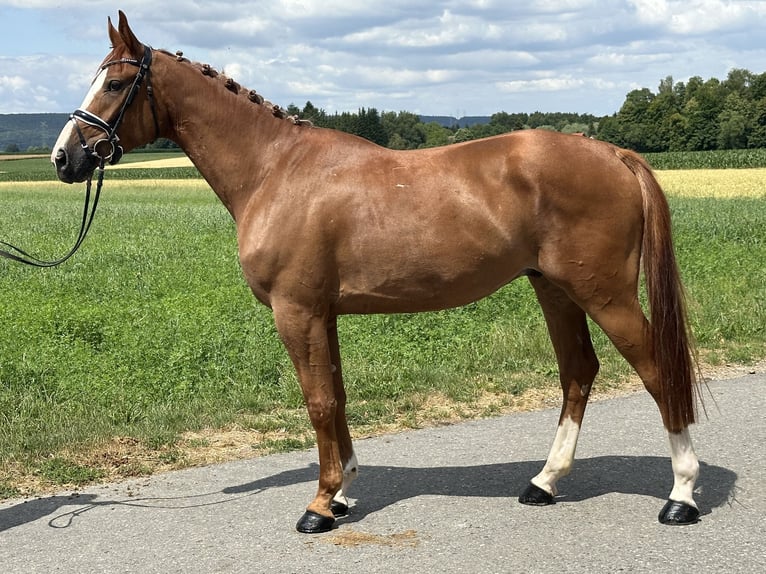 Polnisches Warmblut Wallach 4 Jahre 166 cm Fuchs in Riedlingen