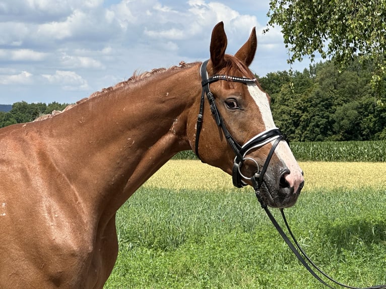 Polnisches Warmblut Wallach 4 Jahre 166 cm Fuchs in Riedlingen