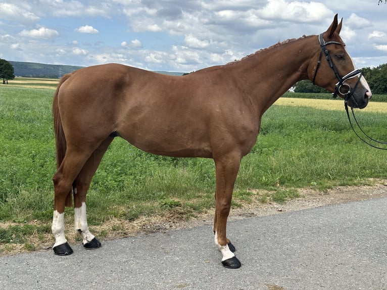 Polnisches Warmblut Wallach 4 Jahre 166 cm Fuchs in Riedlingen