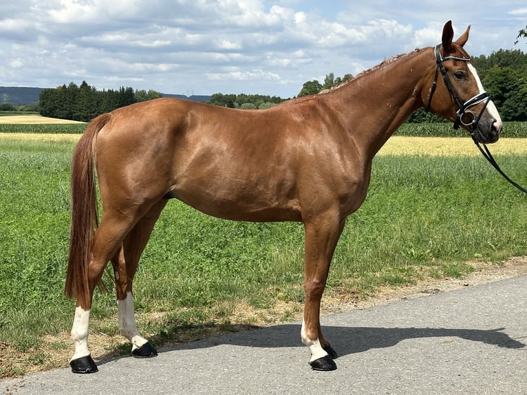 Polnisches Warmblut Wallach 4 Jahre 166 cm Fuchs in Riedlingen
