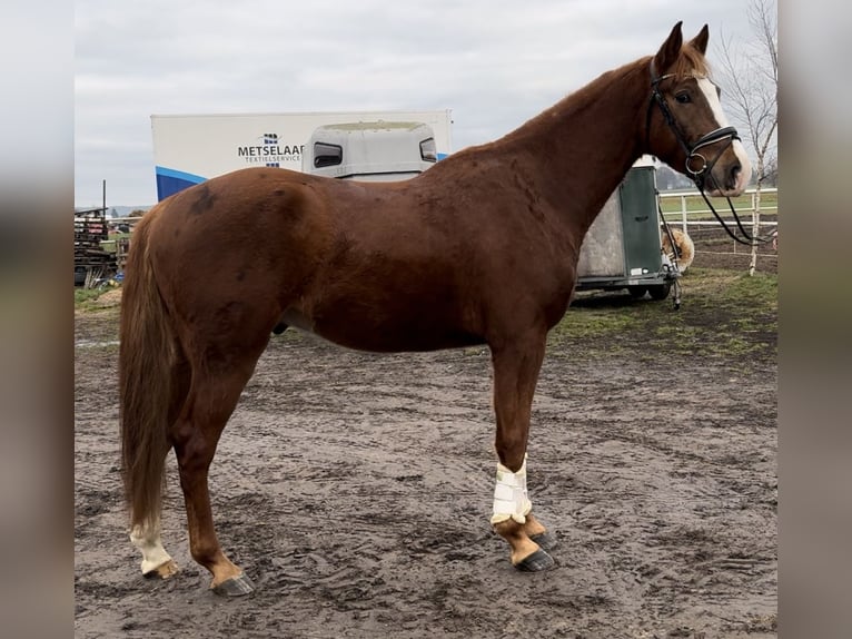 Polnisches Warmblut Wallach 4 Jahre 172 cm Fuchs in Strzałkowo