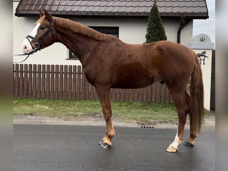 Polnisches Warmblut Wallach 4 Jahre 172 cm Fuchs in Strzałkowo