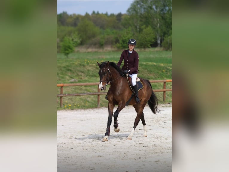 Polnisches Warmblut Wallach 4 Jahre 175 cm Brauner in Forst