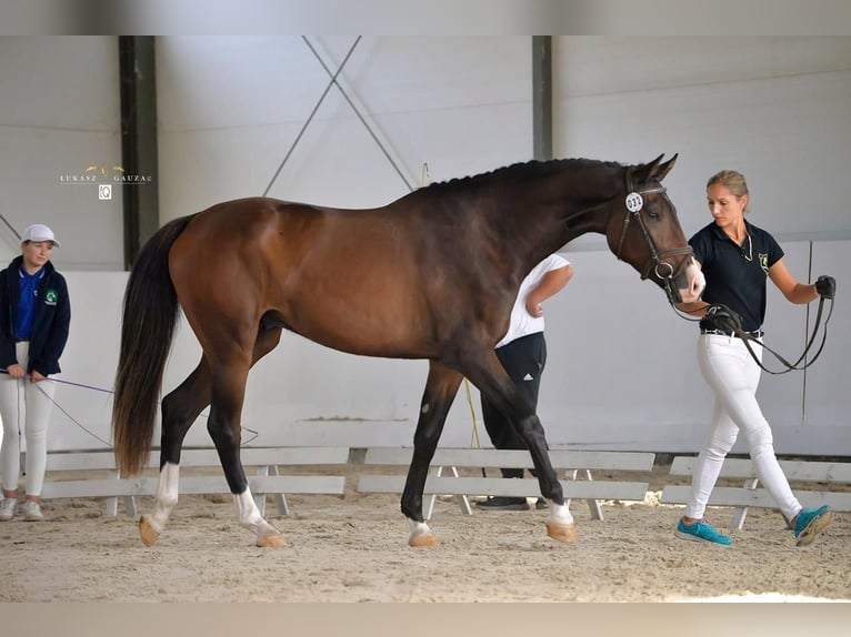 Polnisches Warmblut Wallach 4 Jahre 175 cm Brauner in Forst