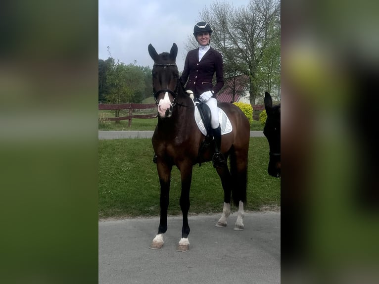 Polnisches Warmblut Wallach 4 Jahre 175 cm Brauner in Forst