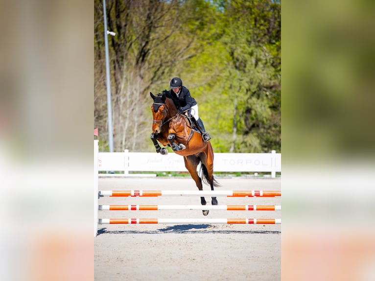 Polnisches Warmblut Wallach 4 Jahre 178 cm Brauner in Psale