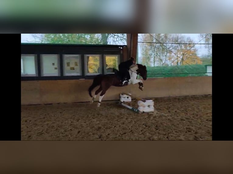 Polnisches Warmblut Wallach 5 Jahre 155 cm Schecke in Düsseldorf