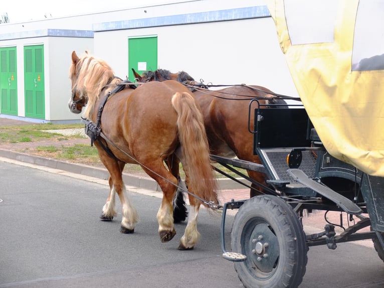 Polnisches Warmblut Mix Wallach 5 Jahre 158 cm Fuchs in Buttstädt