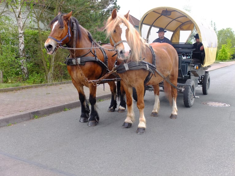 Polnisches Warmblut Mix Wallach 5 Jahre 158 cm Fuchs in Buttstädt