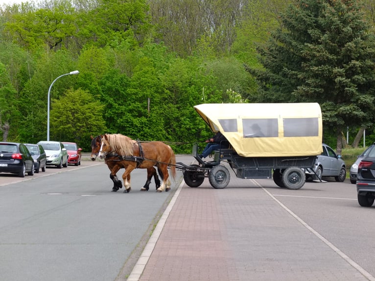 Polnisches Warmblut Mix Wallach 5 Jahre 158 cm Fuchs in Buttstädt