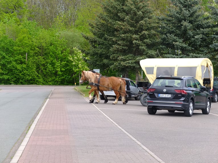 Polnisches Warmblut Mix Wallach 5 Jahre 158 cm Fuchs in Buttstädt