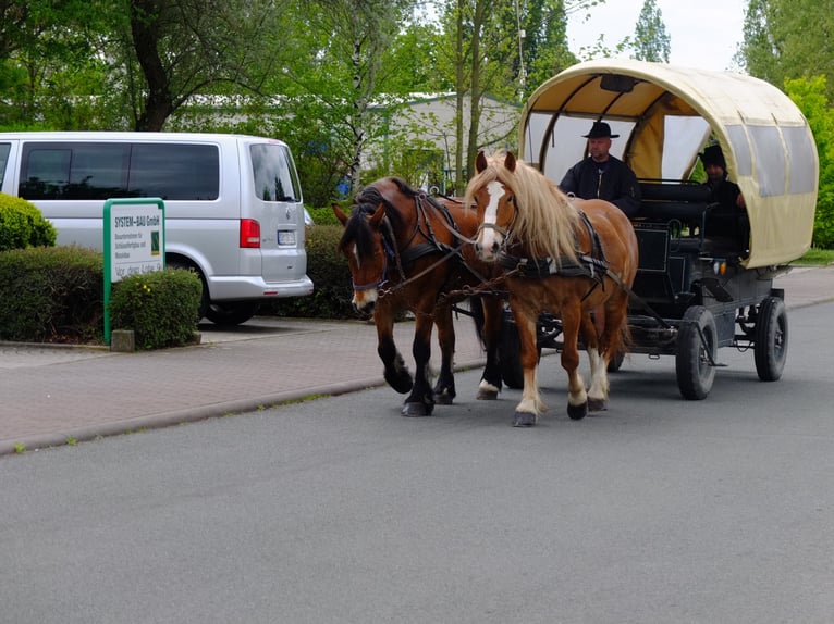 Polnisches Warmblut Mix Wallach 5 Jahre 158 cm Fuchs in Buttstädt