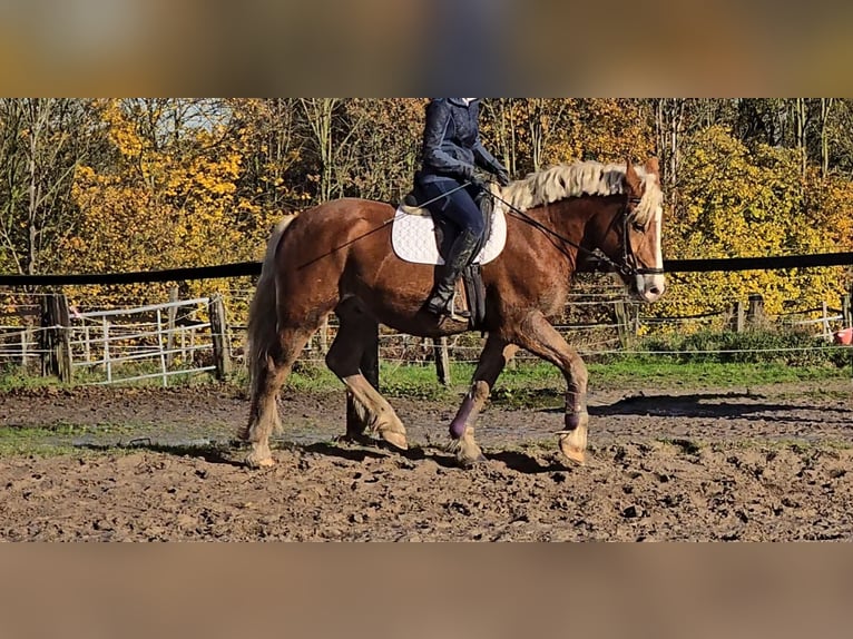 Polnisches Warmblut Mix Wallach 5 Jahre 158 cm Fuchs in Mülheim an der Ruhr