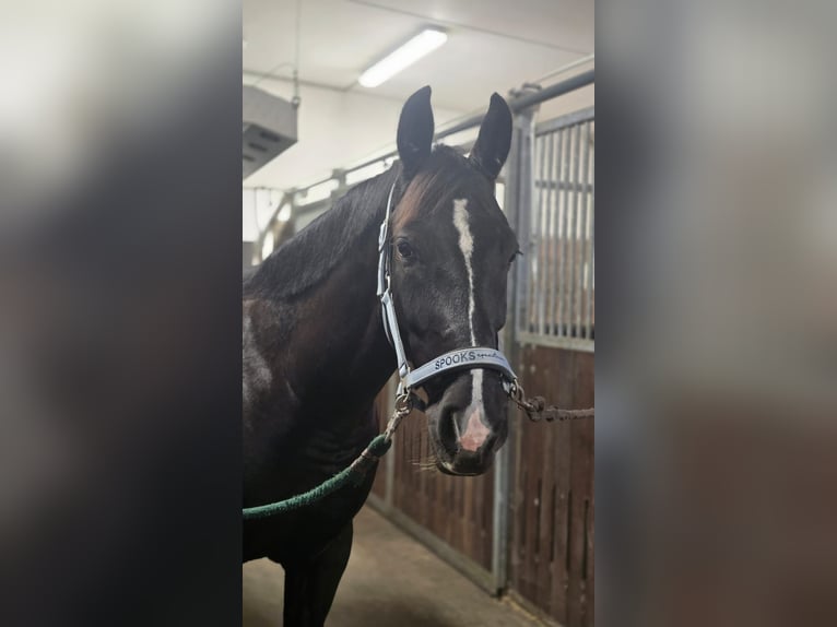 Polnisches Warmblut Wallach 5 Jahre 161 cm Rappe in Zwönitz