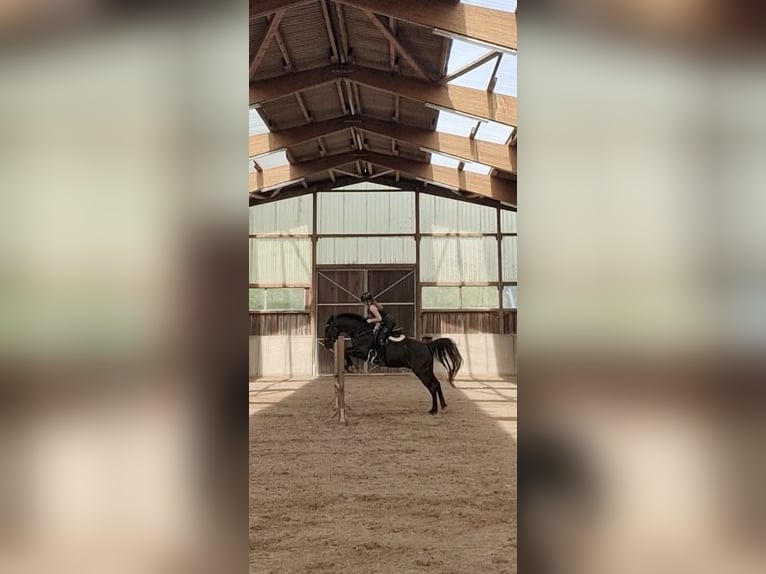 Polnisches Warmblut Wallach 5 Jahre 161 cm Rappe in Zwönitz