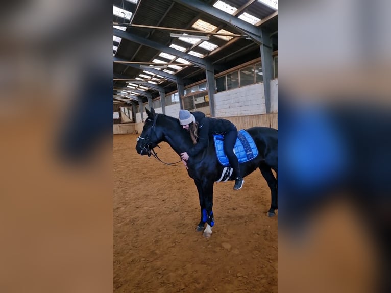 Polnisches Warmblut Wallach 5 Jahre 161 cm Rappe in Zwönitz