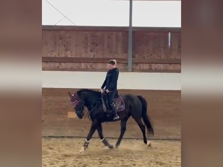 Polnisches Warmblut Wallach 5 Jahre 161 cm Rappe in Zwönitz