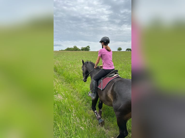 Polnisches Warmblut Mix Wallach 5 Jahre 162 cm Dunkelbrauner in Rodalben