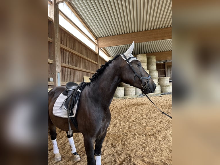 Polnisches Warmblut Mix Wallach 5 Jahre 162 cm Dunkelbrauner in Rodalben