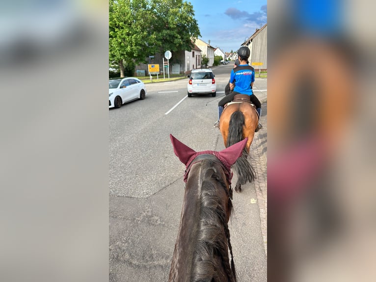Polnisches Warmblut Mix Wallach 5 Jahre 162 cm Dunkelbrauner in Rodalben
