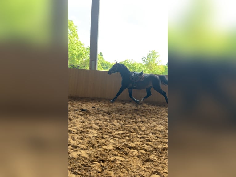 Polnisches Warmblut Mix Wallach 5 Jahre 162 cm Dunkelbrauner in Rodalben