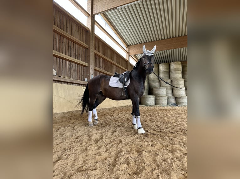 Polnisches Warmblut Mix Wallach 5 Jahre 162 cm Dunkelbrauner in Rodalben