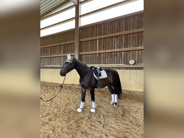 Polnisches Warmblut Mix Wallach 5 Jahre 162 cm Dunkelbrauner in Rodalben