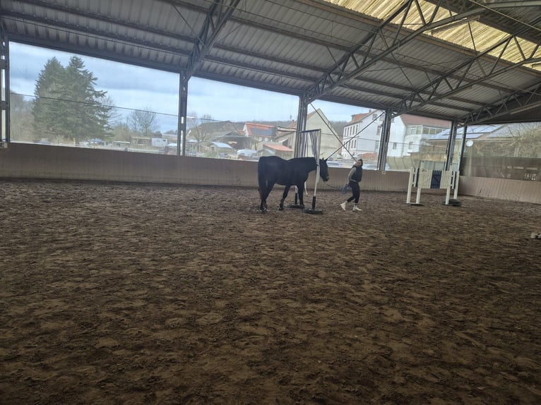 Polnisches Warmblut Mix Wallach 5 Jahre 162 cm Dunkelbrauner in Rodalben