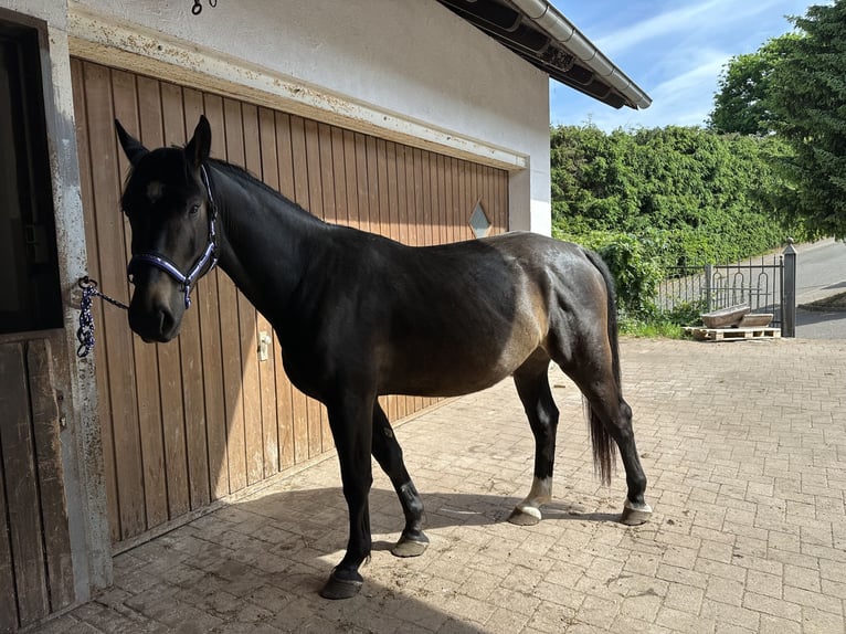 Polnisches Warmblut Mix Wallach 5 Jahre 162 cm Dunkelbrauner in Rodalben