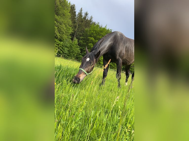 Polnisches Warmblut Mix Wallach 5 Jahre 162 cm Dunkelbrauner in Rodalben