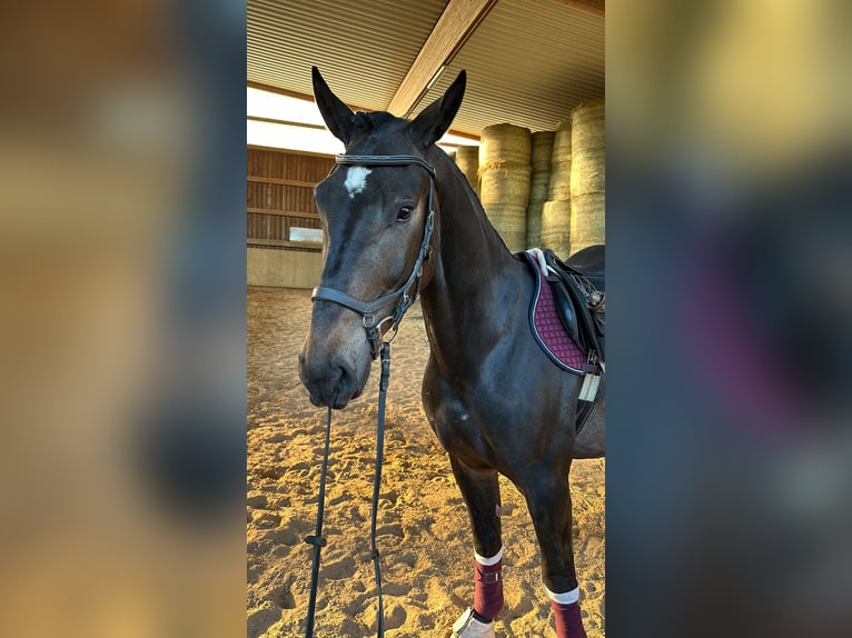 Polnisches Warmblut Mix Wallach 5 Jahre 162 cm Dunkelbrauner in Rodalben